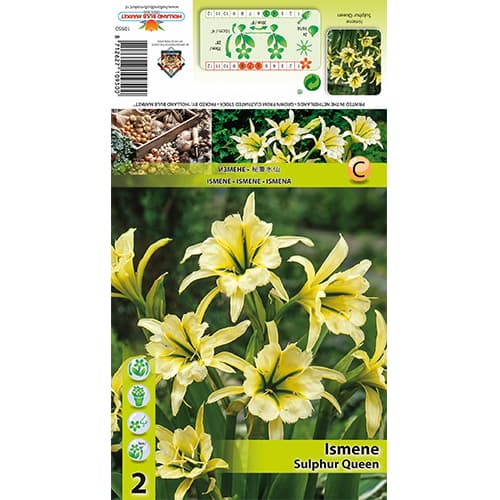 Ismena Sulphur Queen slika 1 članek 77829