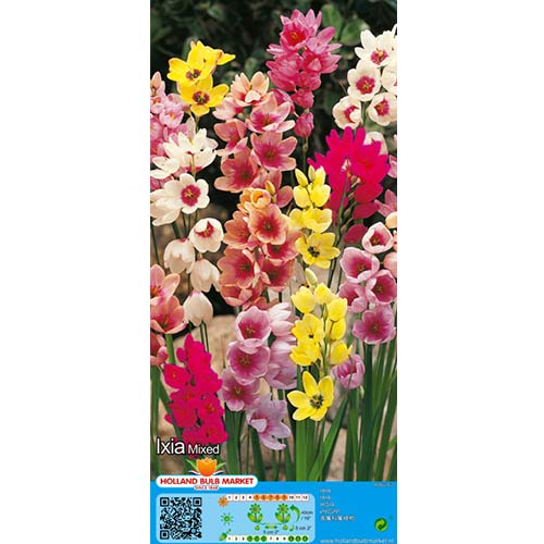 Ixia, mešanica slika 1 članek 76295