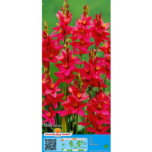 Ixia Venera slika 1 članek 76297