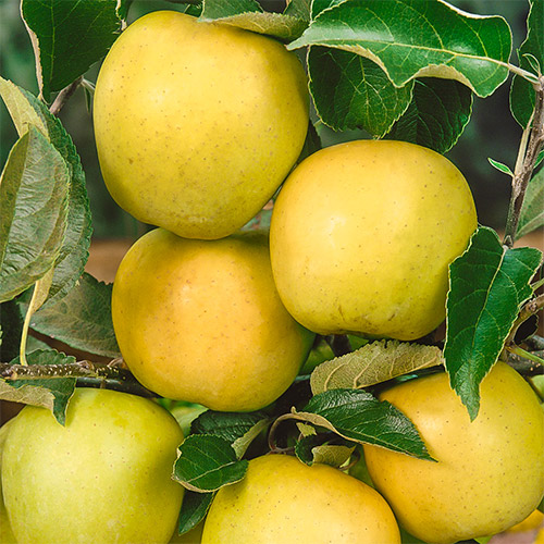 Jablana Golden Reinders, C2 slika 1 članek 1634