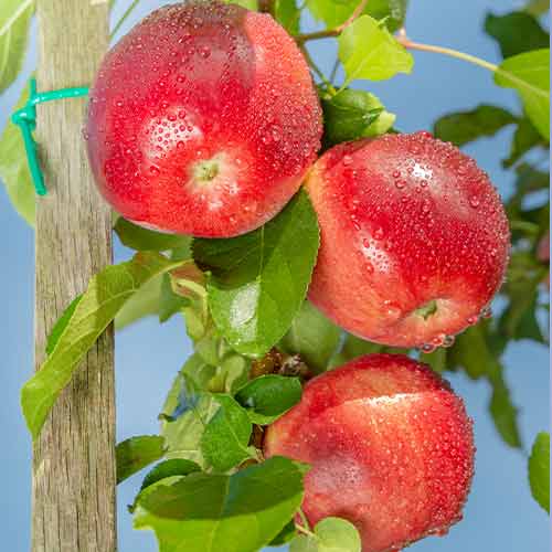 Jablana (stebričasta) Carneval slika 1 članek 2002