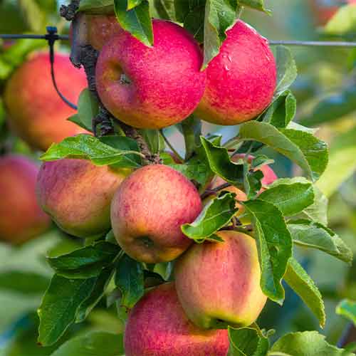 Jablana (stebričasta) Fuji slika 1 članek 2003