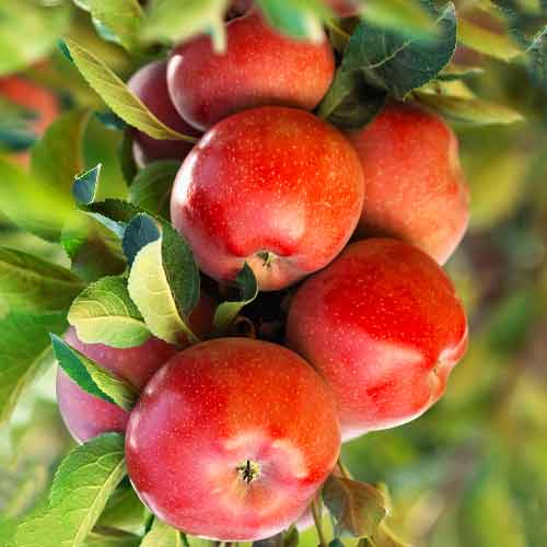 Jablana (stebričasta) Gala Lord slika 1 članek 2004