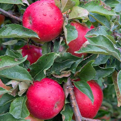 Jablana (stebričasta) Mars slika 1 članek 2005