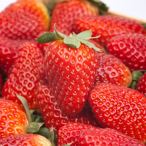 Jagode Alba slika 1 članek 5391