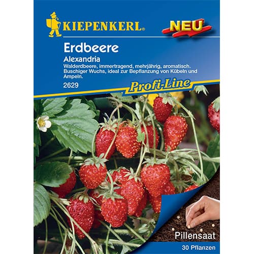 Jagode Alexandria slika 1 članek 50010