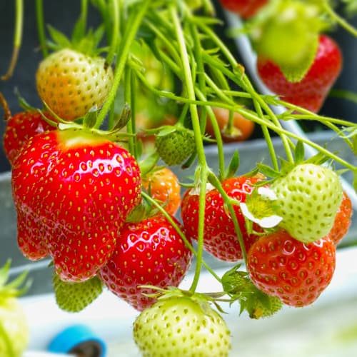 Jagode Daroyal slika 1 članek 5396