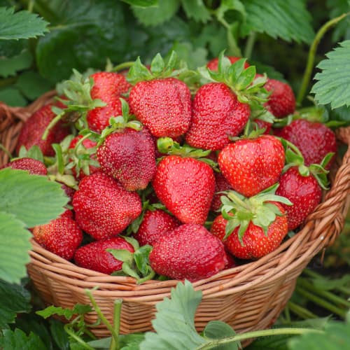 Jagode Darselect slika 1 članek 5397