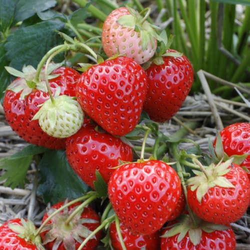 Jagode Elegance slika 1 članek 5193