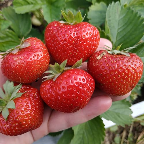 Jagode Elsanta slika 1 članek 5399