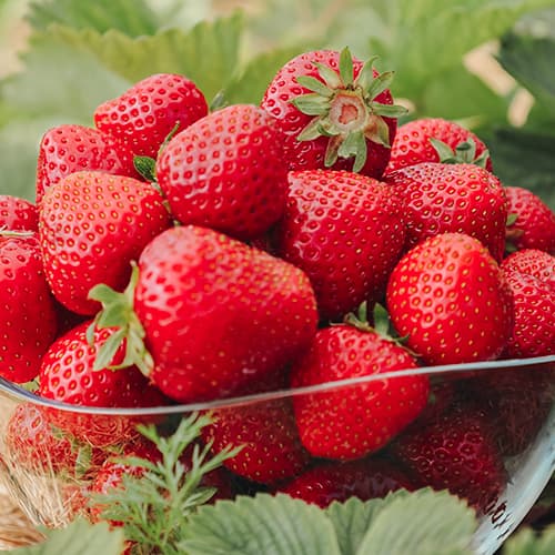 Jagode Fenella slika 1 članek 5194