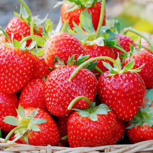 Jagode Fernando slika 1 članek 5195