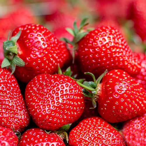 Jagode Florence slika 1 članek 5400