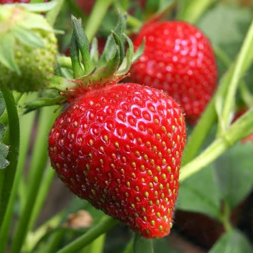 Jagode Francesca slika 1 članek 5196