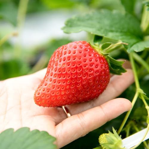 Jagode Gigant slika 1 članek 5401