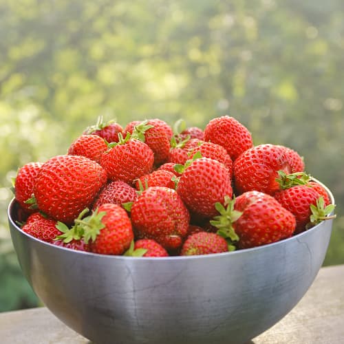 Jagode Honeoye slika 1 članek 5402