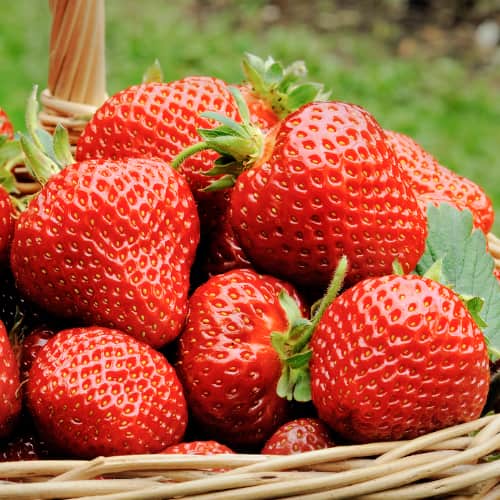 Jagode Kimberly slika 1 članek 5403