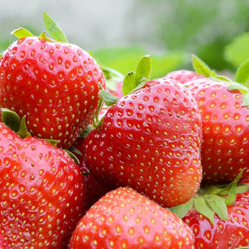 Jagode Korona slika 1 članek 15831