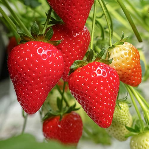 Jagode Lambada slika 1 članek 5405