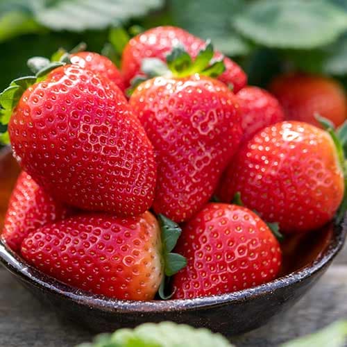 Jagode Lauretta slika 1 članek 5198