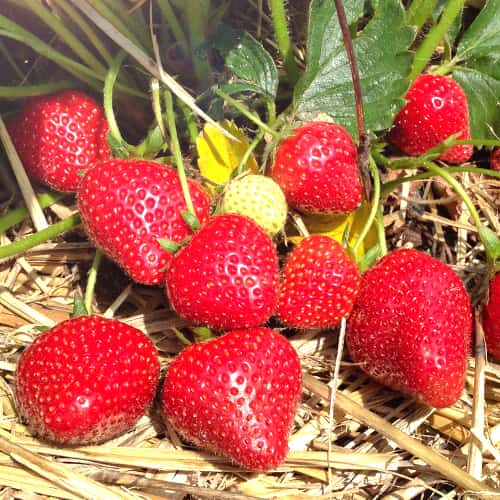 Jagode Lola slika 1 članek 5199