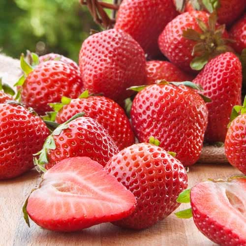 Jagode Malling Centenary slika 1 članek 1584_1