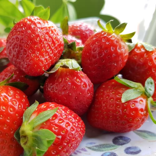 Jagode Polka slika 1 članek 5409