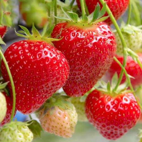 Jagode Renaissance slika 1 članek 5201