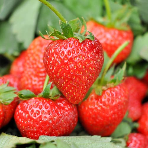 Jagode Romina slika 1 članek 1585_1