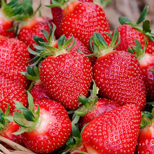 Jagode San Andreas slika 1 članek 5411