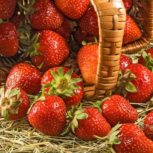 Jagode Senga Sengana slika 1 članek 5412