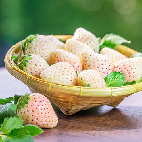 Jagode Snow White slika 1 članek 5203