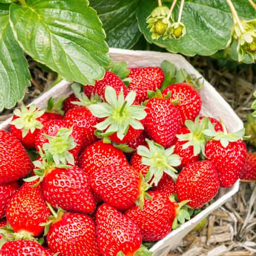 Jagode Symphony slika 1 članek 5204