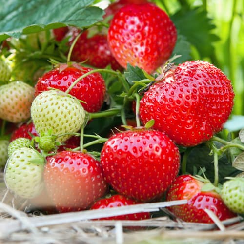 Jagode Vima Tarda slika 1 članek 5414