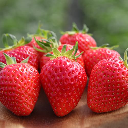 Jagode Vima Xima slika 1 članek 5205