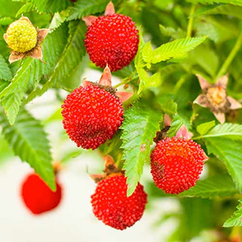 Jagodna malina slika 1 članek 9602