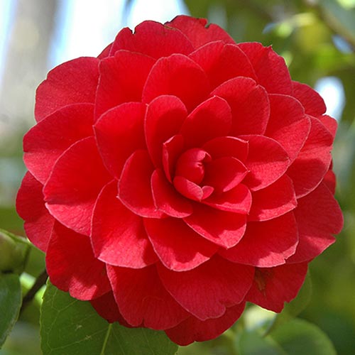 Japonska kamelija Red slika 1 članek 76649