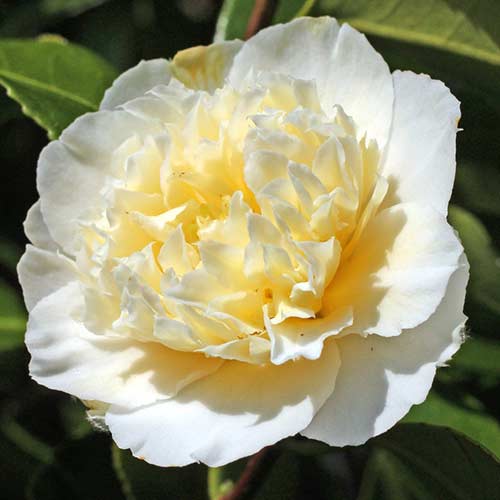 Japonska kamelija Yellow slika 1 članek 76647