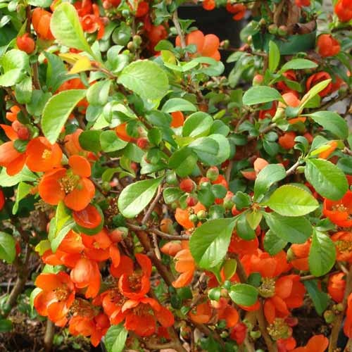 Japonska kutina Clementine slika 1 članek 9288