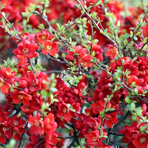 Japonska kutina Sargentii, P9 slika 1 članek 1576