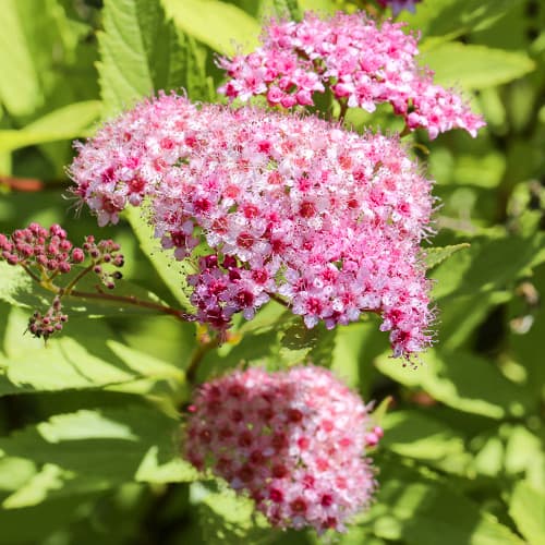 Japonska medvejka Crispa slika 1 članek 2044