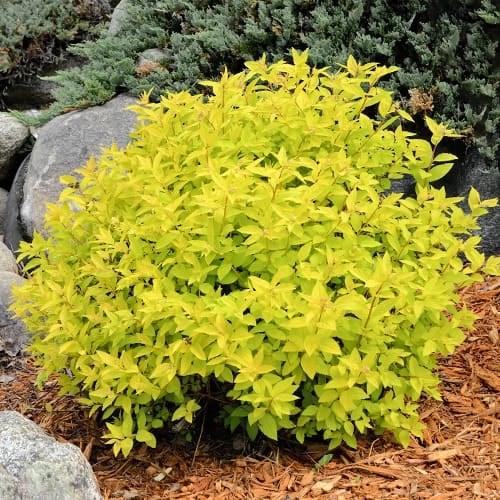 Japonska medvejka Goldmound slika 1 članek 2045