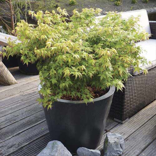 Japonski javor Little Princess, С3 slika 1 članek 8500