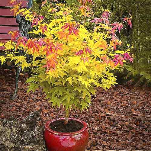 Japonski javor Orange Dream, С3 slika 1 članek 8501