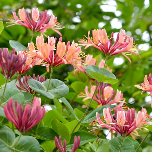 Japonsko kosteničevje American Beauty, P9 slika 1 članek 9046