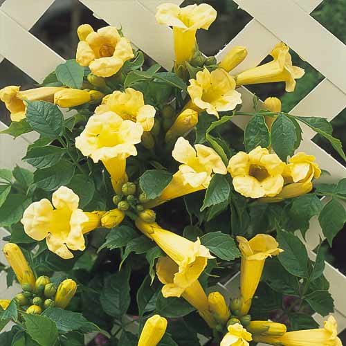 Jasminova troblja Flava, С2 slika 1 članek 8210