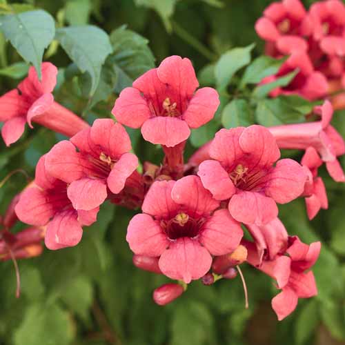 Jasminova troblja Gabor, С2 slika 1 članek 8211