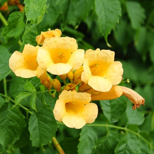 Jasminova troblja Judy slika 1 članek 9153