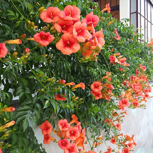 Jasminova troblja, P9 slika 1 članek 9181