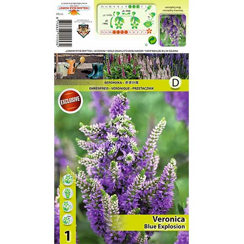 Jetičnik Blue Explosion slika 1 članek 70453